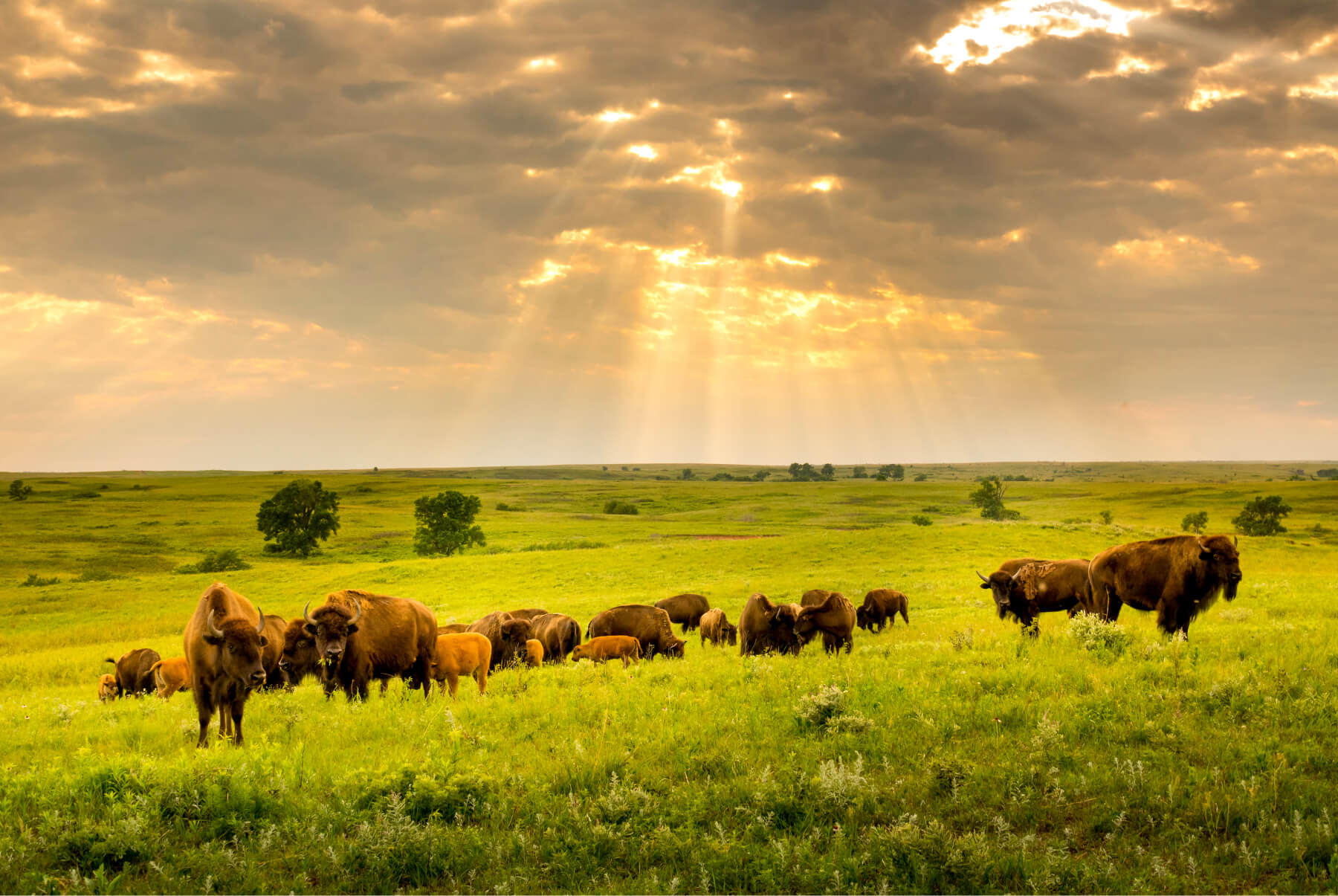 Field of bison
