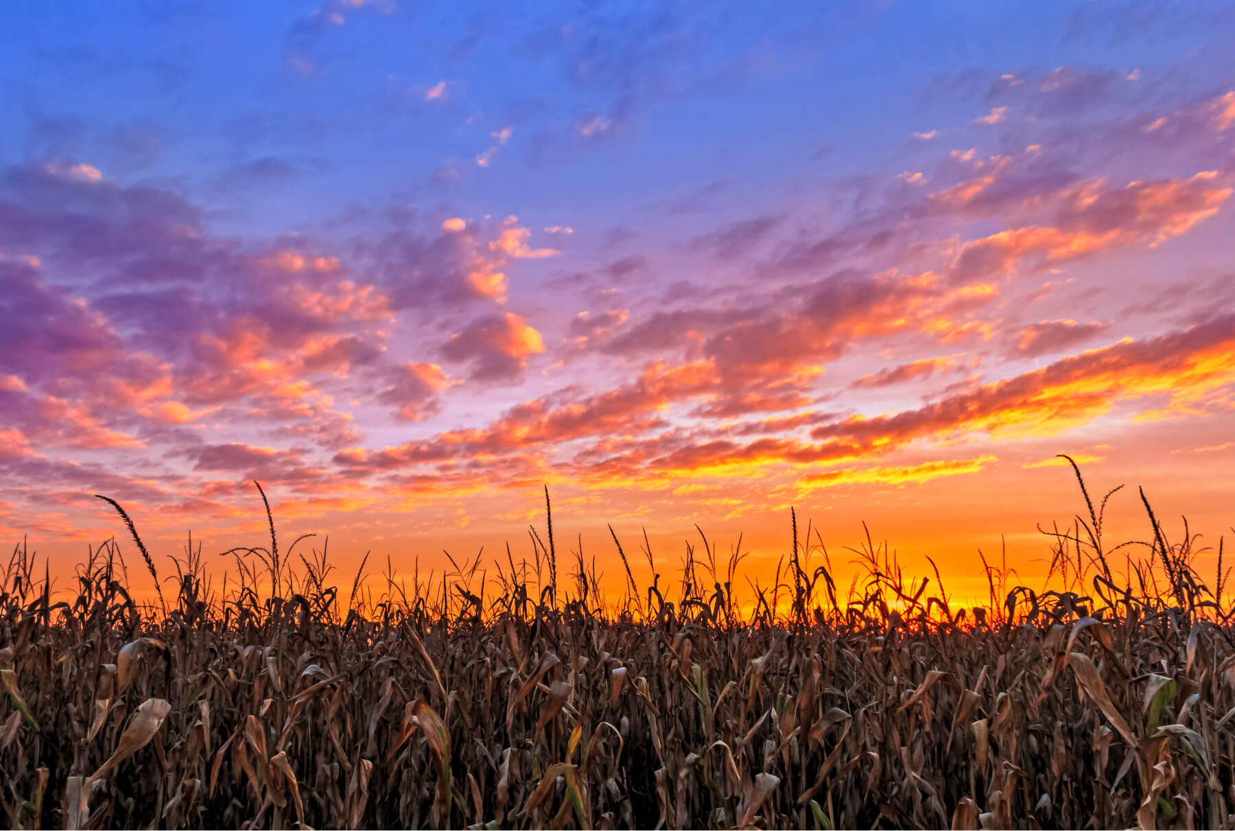 Beautiful sunrise over cornfield with brown corn stalks