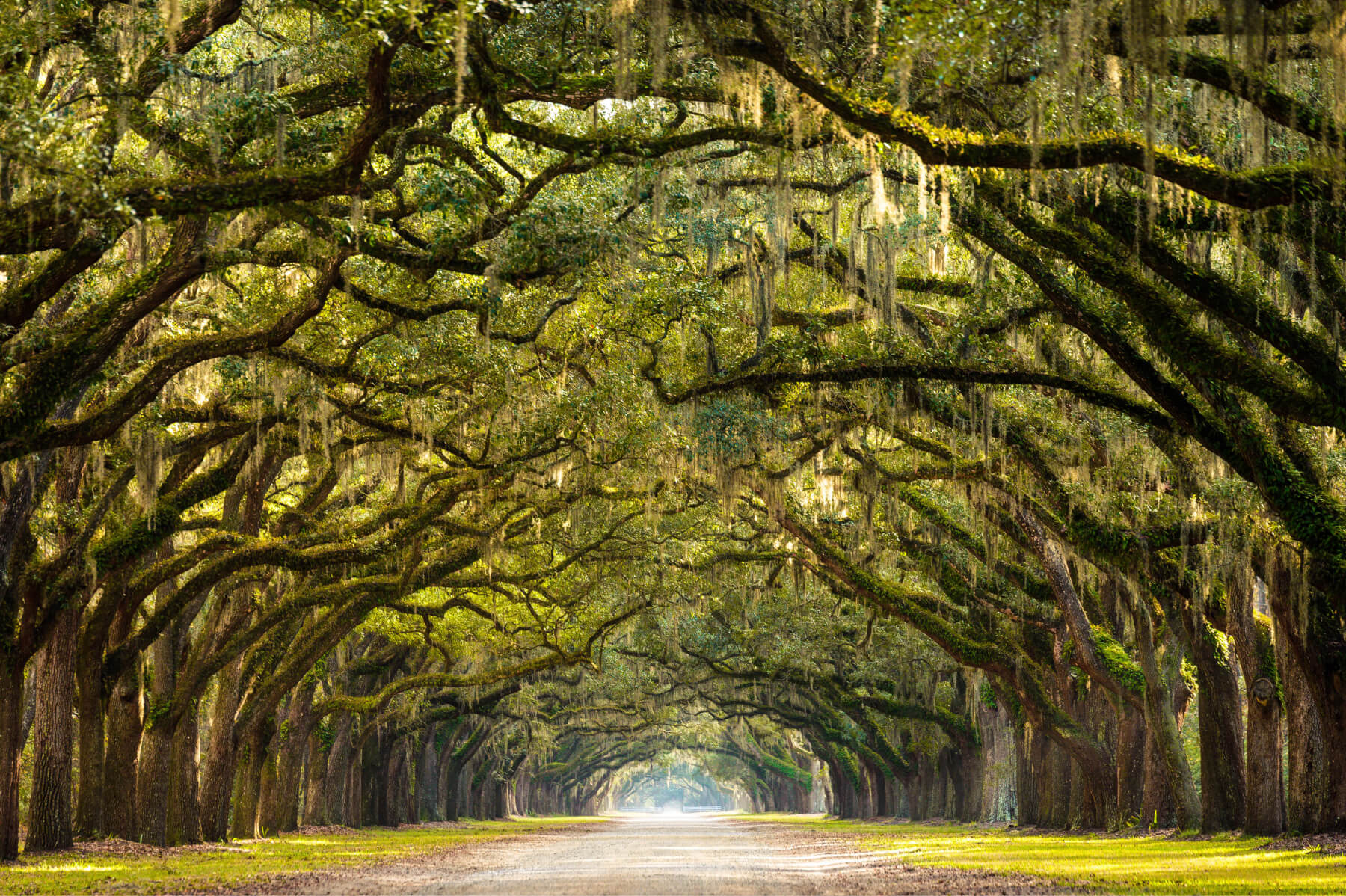 Large, moss-covered trees forming a natural archway over a dirt road